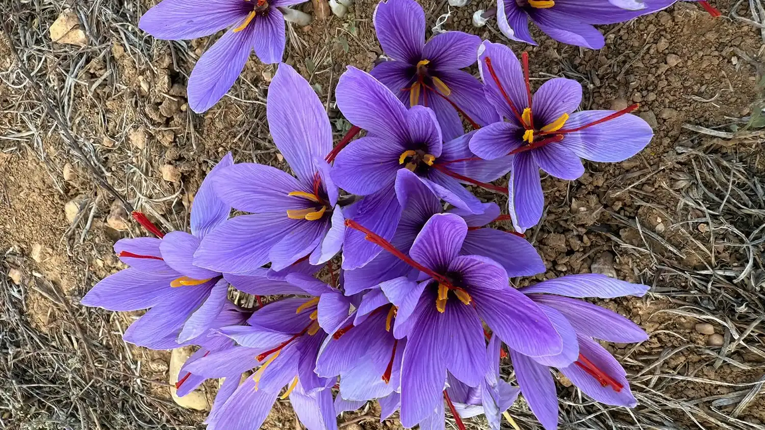 Ruta del Azafrán destacada